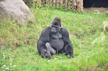 gorilla in the zoo © An.Po