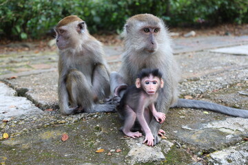Naklejka premium macaque family 