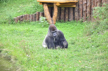 gorilla in the zoo © An.Po