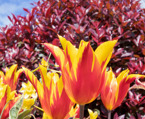 Radiant Flames: Sun-Kissed Tulips Against Crimson Foliage perfect background