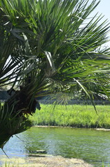 Obraz premium palm tree leaves