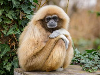 A Lar Gibbon sitting on a wooden chest