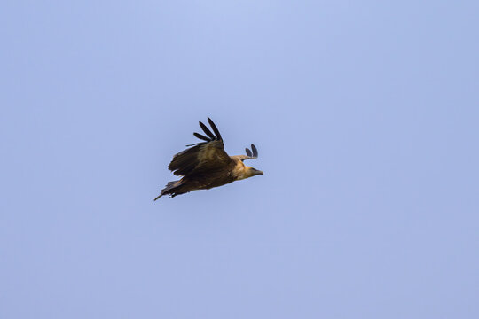 One griffon vulture flying in front of blue sky