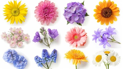 Colorful Wildflowers Arranged on White Background - obrazy, fototapety, plakaty