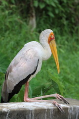 yellow billed stork