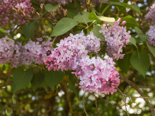 lilac in spring