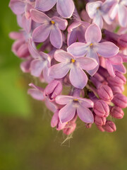 lilac in igarden closeup