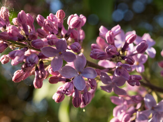 lilac in spring closeup