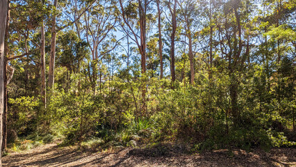 A small forest lit beautifully by the morning sun. Denmark WA