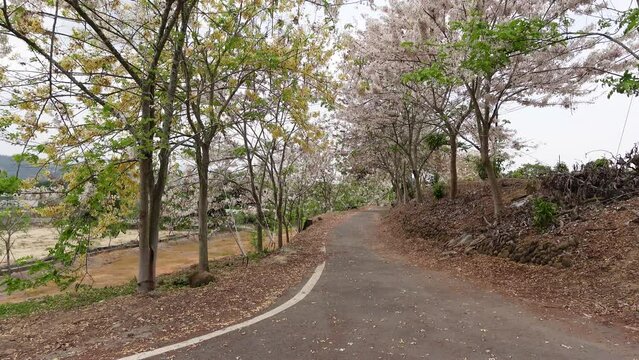 Pink Shower Tree in Taiwan.