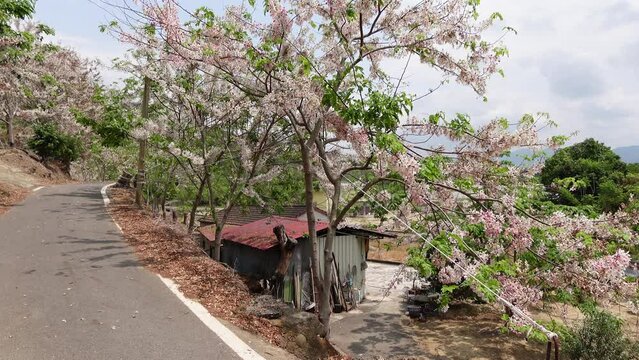 Pink Shower Tree in Taiwan.