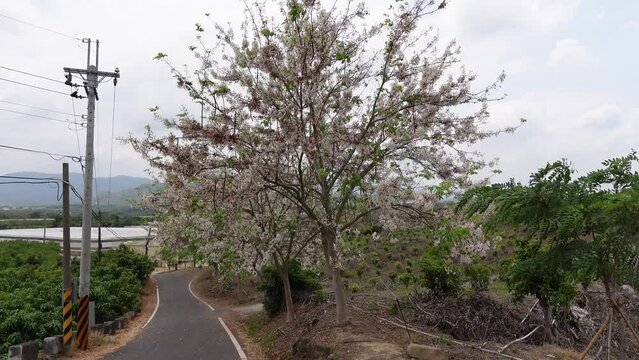 Pink Shower Tree in Taiwan.
