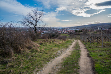 Road by the vineyard with view of city and surrounding hills.