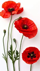 Obraz premium a delicate lineup of various flowers with elegant stems on a white background, conveying a sense of purity and simplicity.