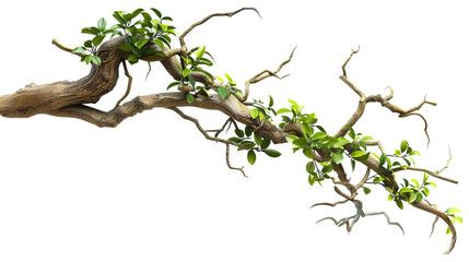 Fototapeta premium Realistic twisted jungle branch with Transparent Background