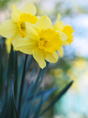 Yellow daffodils in the garden. Colorful floral background.