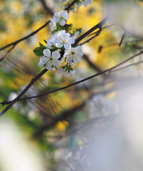 Colorful photo of cherry blossoms in the garden. Poster, postcard
