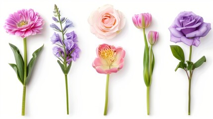 a delicate lineup of various flowers with elegant stems on a white background, conveying a sense of purity and simplicity.