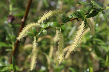 Chrysocoma or Salix x sepulcralis in bloom, in spring, in the Netherlands. In dutch it is called: gele treurwilg.