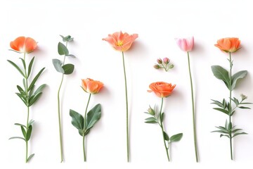a delicate lineup of various flowers with elegant stems on a white background, conveying a sense of purity and simplicity. - obrazy, fototapety, plakaty