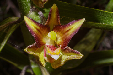 Orchid flower of the Eastern Marsh Helleborine (Epipactis veratrifolia), Cyprus