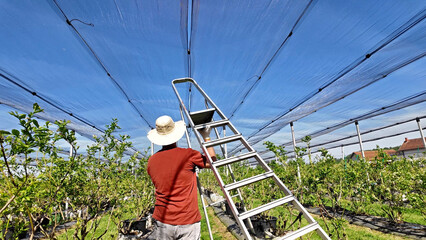 Farmer installing anti hail netting on a agricultural farm for protecting fruits, vegetables and crops from severe weather conditions.