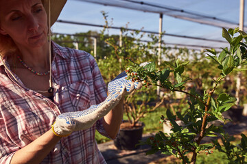 A woman gardener with hat carefully examines the budding branches of a plant, indicating the start of the spring season in an blueberries organic farm.