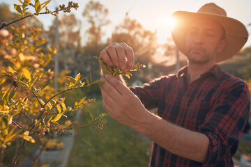 A male gardener with hat carefully examines the budding branches of a plant, indicating the start of the spring season in an blueberries organic farm.