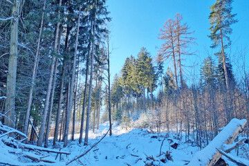 Snow Covered Forest With Many Trees