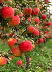 Red apples on tree. A apple trees with fruit on them in an orchard