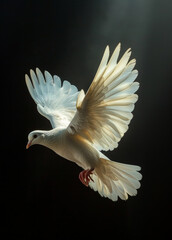 Free flying white dove isolated on black background