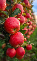 Red apples on the tree in the orchard