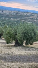 olives lanscape in jaen, spain