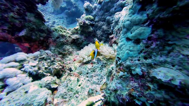 Anemonefish Underwater In Dahab, Egypt