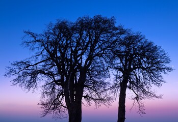 Oak tree silhouettes against sunset sky. Columbia River Gorge. Oregon. USA