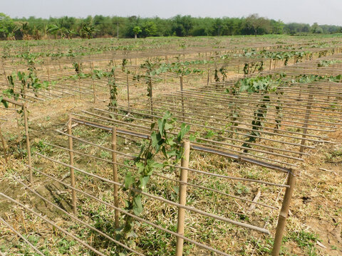 pointed gourd plant, pointed gourd, pointed gourd tree in india,	