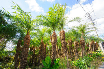 八丈島の特産品、フェニックス・ロベレニー（シンノウヤシ、ヤシ科）の畑。
観葉植物や園芸用品として重要。

日本国東京都伊豆諸島の絶海の孤島、八丈島にて。
2020年撮影。


A field of Phoenix roberenii (Sinnoh palm, pygmy date palm, Palmaceae), a specialty of Hachijojima.
Important as