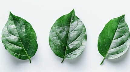 Three green leaves on white surface