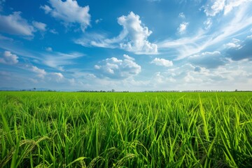 Obraz premium A lush green paddy field stretching