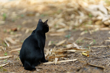 The back of a black fur Thai cat sits on the ground covered with fallen leaves.