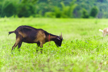 A goat is eating grass in the pasture.