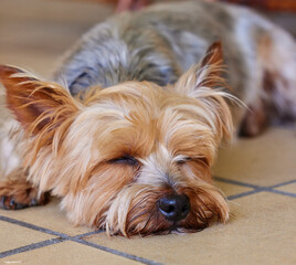 Sleeping puppy, dog and pet in the home, relax on kitchen floor and comfort with mans best friend. Adoption, foster and animal care, tired domestic yorkshire terrier with nap or asleep for wellness - obrazy, fototapety, plakaty
