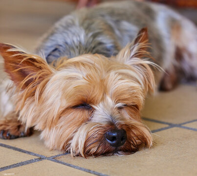 Sleeping puppy, dog and pet in the home, relax on kitchen floor and comfort with mans best friend. Adoption, foster and animal care, tired domestic yorkshire terrier with nap or asleep for wellness