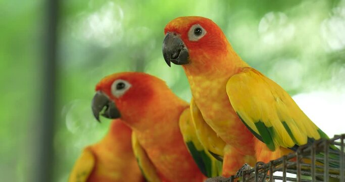 The sun parakeet (Aratinga solstitialis), also known in aviculture as the sun conure, is a medium-sized, vibrantly colored parrot. High definition shot at 4K, Slow motion video footage.
