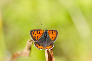 鮮やかな草原を背景にベニシジミ蝶も愛らしく美しい姿（自然光＋マクロ接写写真）