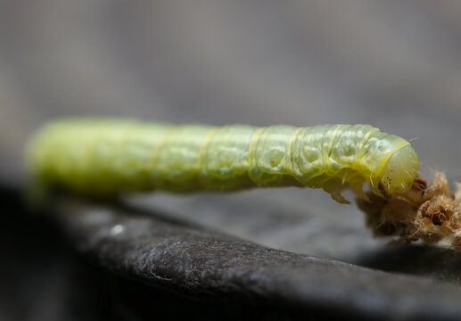 擬木柵を歩く緑色のシャクガの幼虫（シャクトリムシ・自然光＋ストロボ、マクロ接写撮影）
