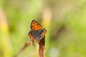 Burning red colored Sockeye butterfly also looks adorable and beautiful against the background of a vivid grassland (Natural+flash light, macro close-up photography)