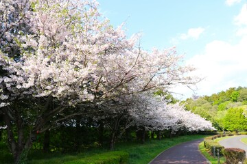 満開の桜咲く散策路　春の公園