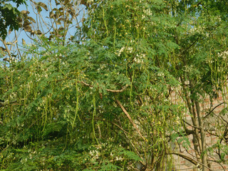 Moringa oleifera tree in bloom with drumstick fruits medicinal plant
Close-up moringa oleifera Flowers. Moringa leaves and flowers on tree.
