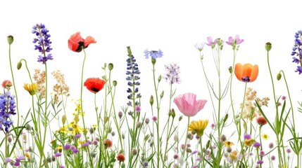 Obraz premium A vibrant selection of various pressed wild meadow flowers isolated on a white background, displaying a range of colors and details.
